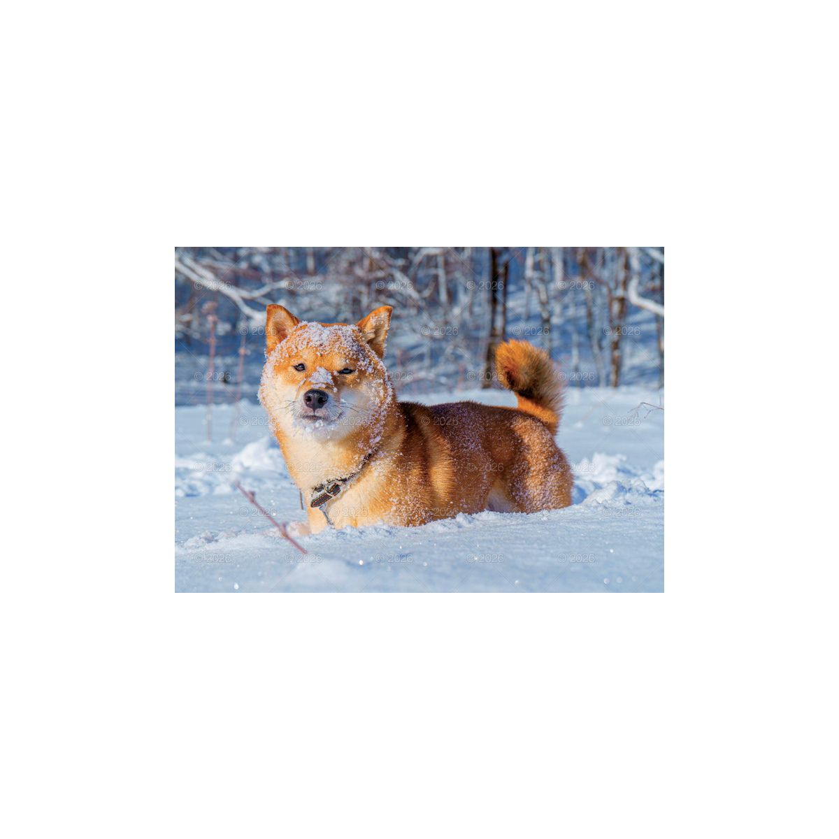Kalendarz ścienny (401000) k:2915-377 PSY rodzinny 280mm x 200mm Lucrum (WL08)