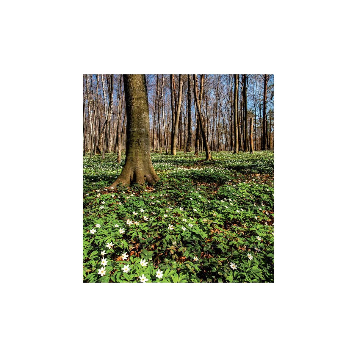 Kalendarz ścienny MAGICZNA POLSKA 13-planszowe 2024 320mm x 470mm Lucrum (RW02)