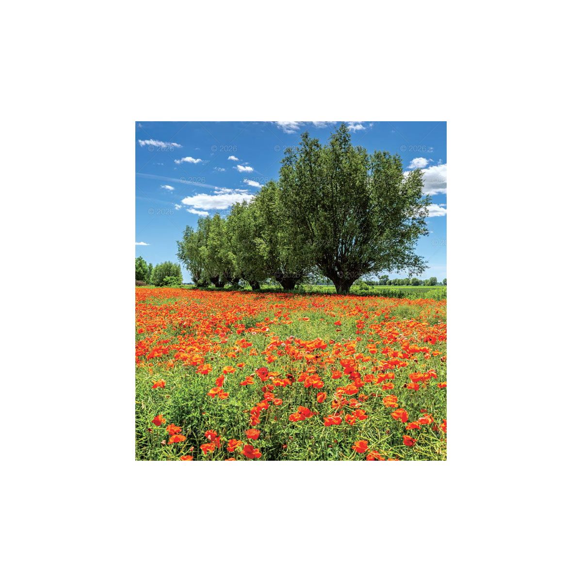 Kalendarz ścienny MAGICZNA POLSKA 13-planszowe 2024 320mm x 470mm Lucrum (RW02)
