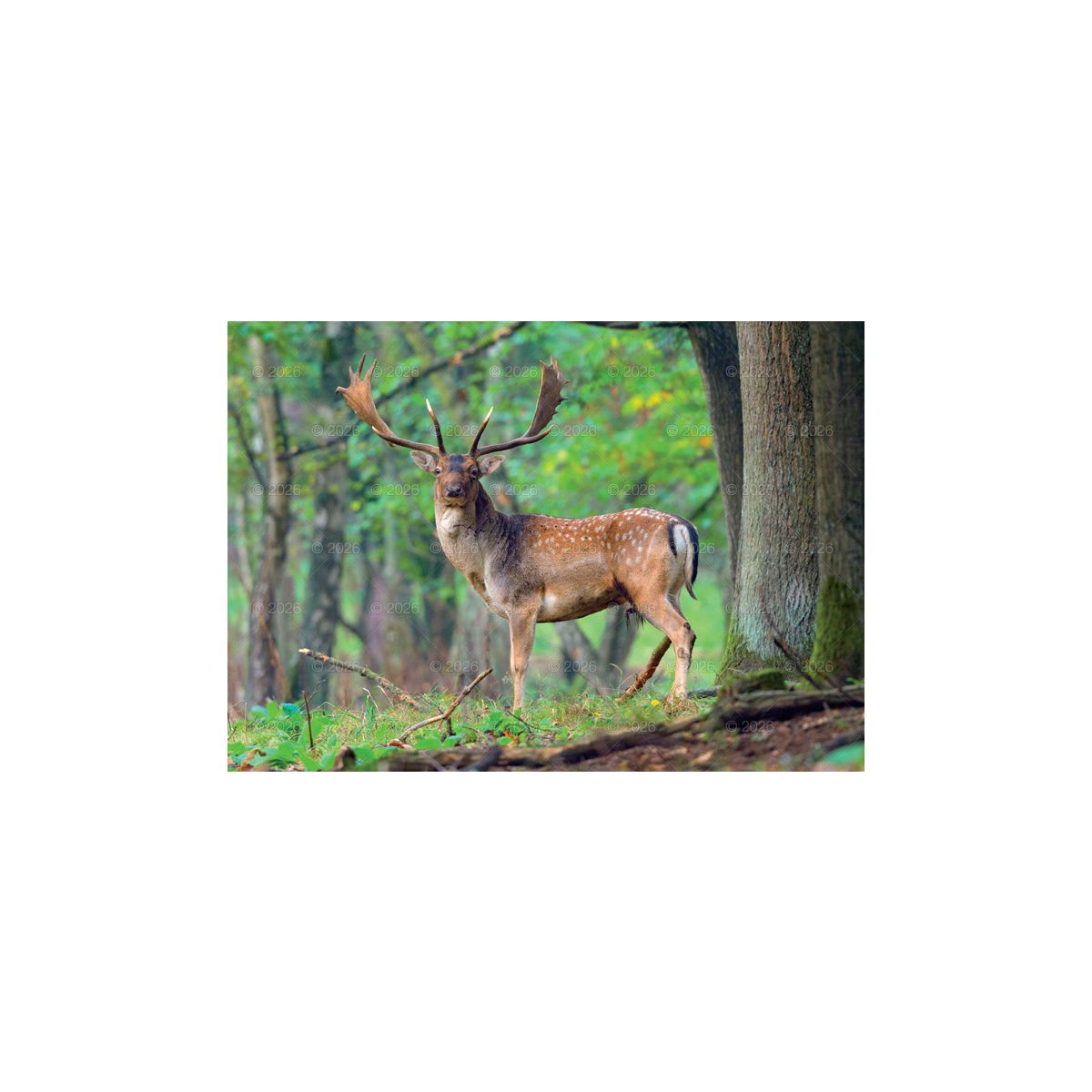 Kalendarz ścienny (401000) k:2915-377 LEŚNI PRZYJACIELE rodzinny 2026 280mm x 400mm Lucrum (WL07)