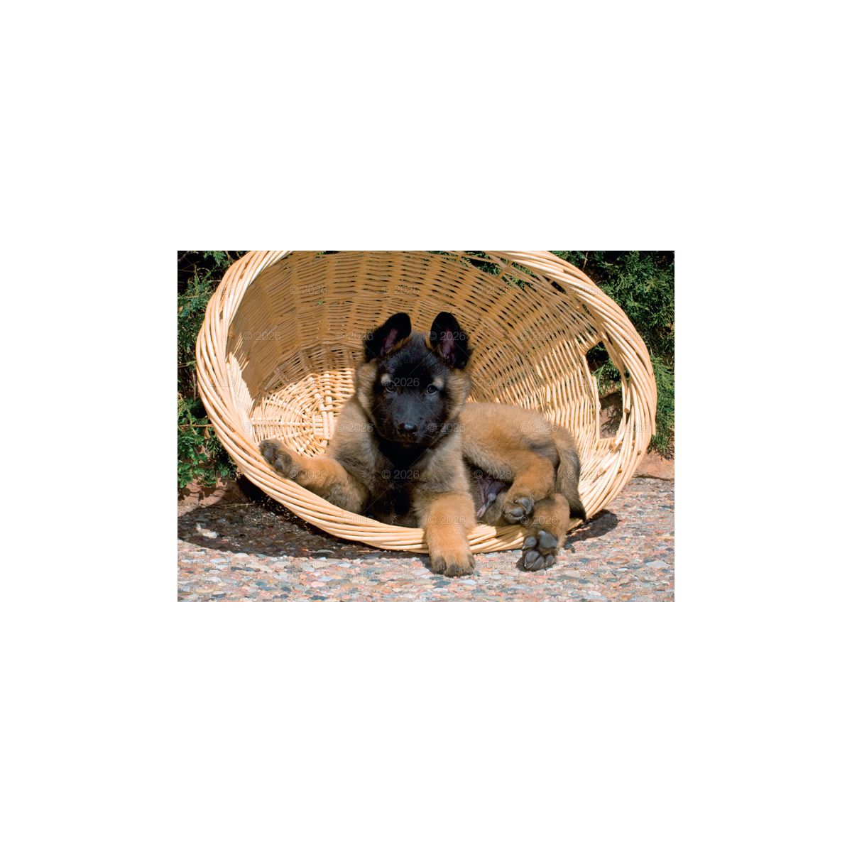 Kalendarz ścienny (401000) k:2915-377 PSY rodzinny 280mm x 200mm Lucrum (WL08)