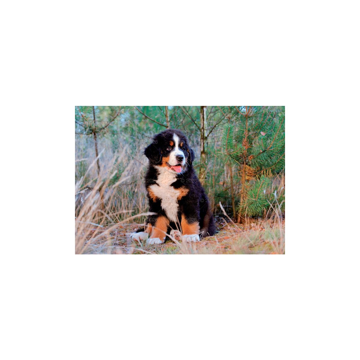 Kalendarz ścienny (401000) k:2915-377 PSY rodzinny 280mm x 200mm Lucrum (WL08)