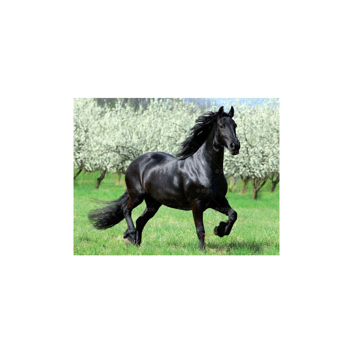 Kalendarz ścienny 13-planszowe 320mm x 470mm Lucrum (RW14)