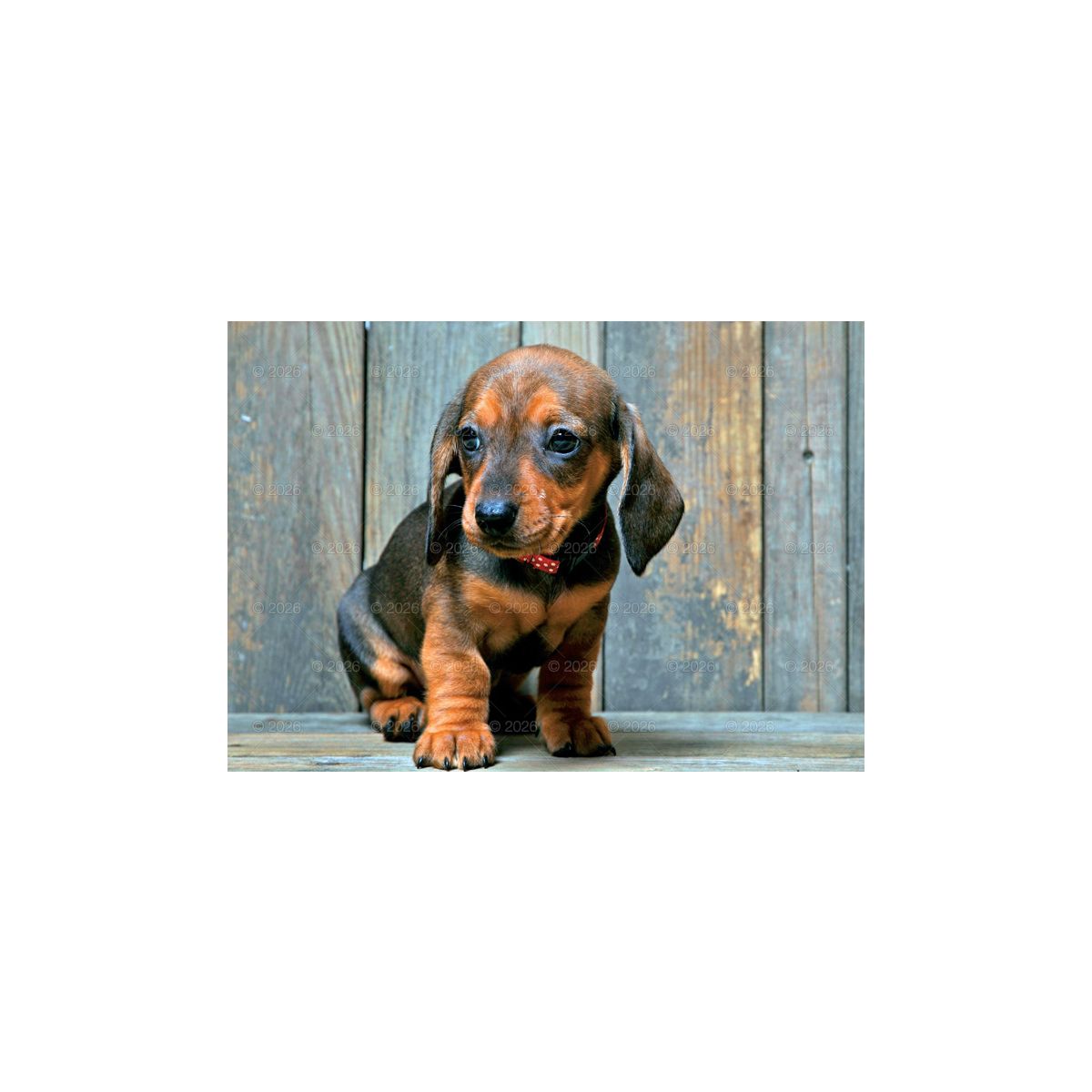 Kalendarz ścienny (401000) k:2915-377 PSY rodzinny 280mm x 200mm Lucrum (WL08)