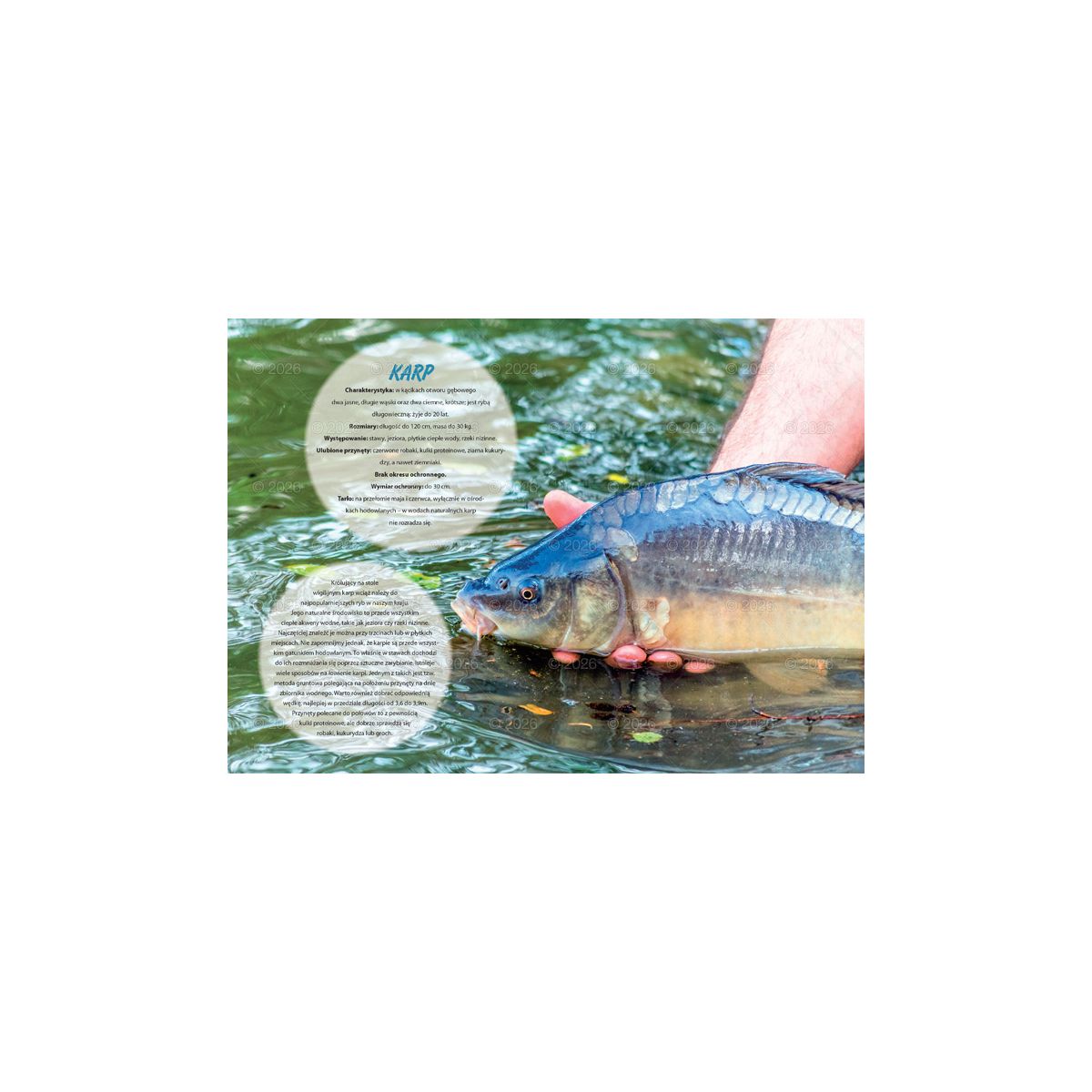 Kalendarz ścienny wędkarski rodzinny 280mm x 200mm Lucrum (WL14)