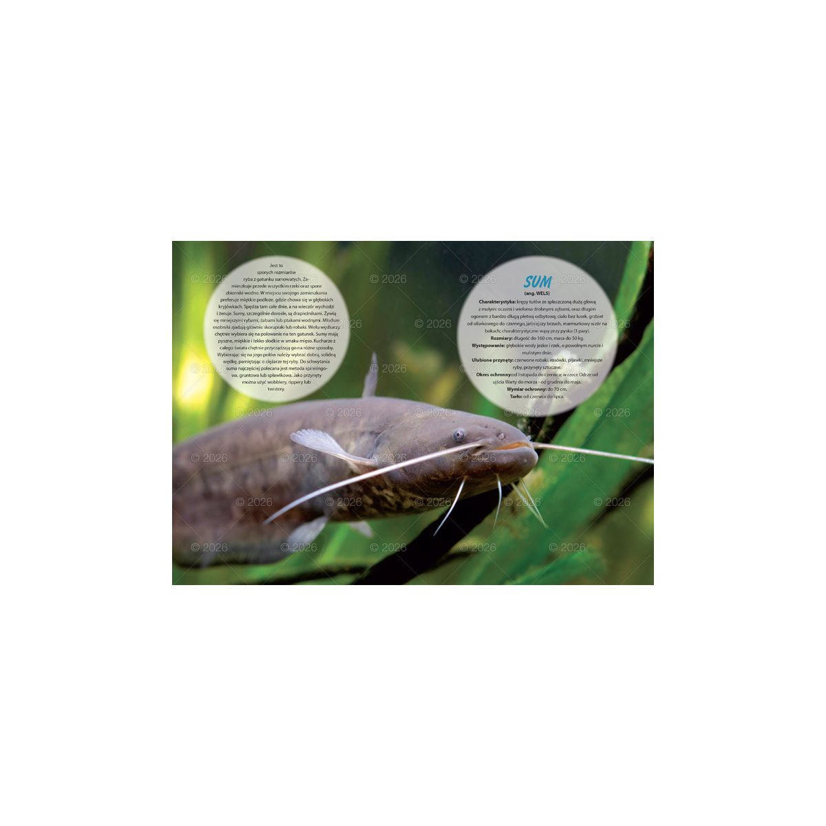 Kalendarz ścienny wędkarski rodzinny 280mm x 200mm Lucrum (WL14)