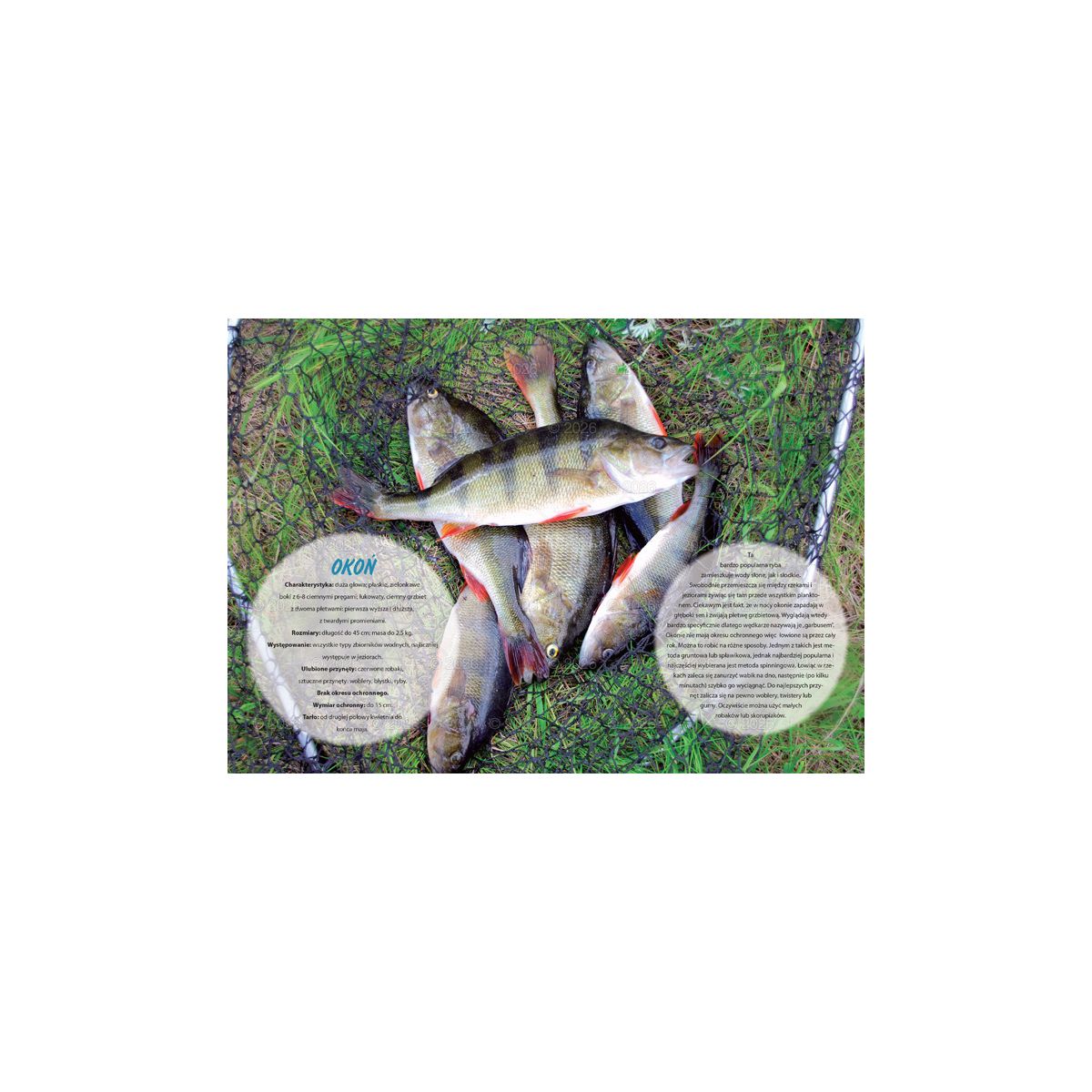 Kalendarz ścienny wędkarski rodzinny 280mm x 200mm Lucrum (WL14)
