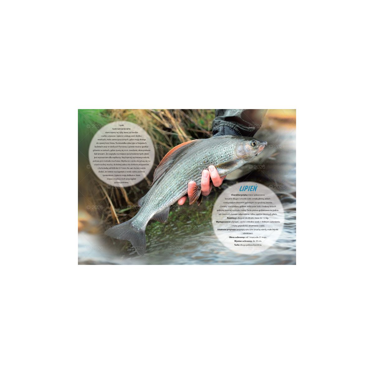Kalendarz ścienny wędkarski rodzinny 280mm x 200mm Lucrum (WL14)