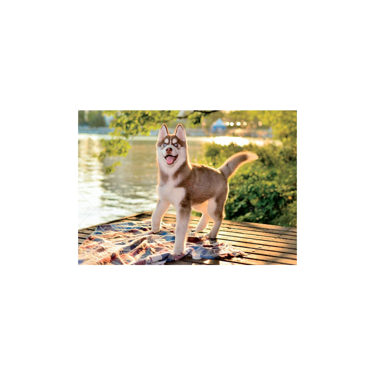 Kalendarz ścienny (401000) k:2915-377 PSY rodzinny 280mm x 200mm Lucrum (WL08)