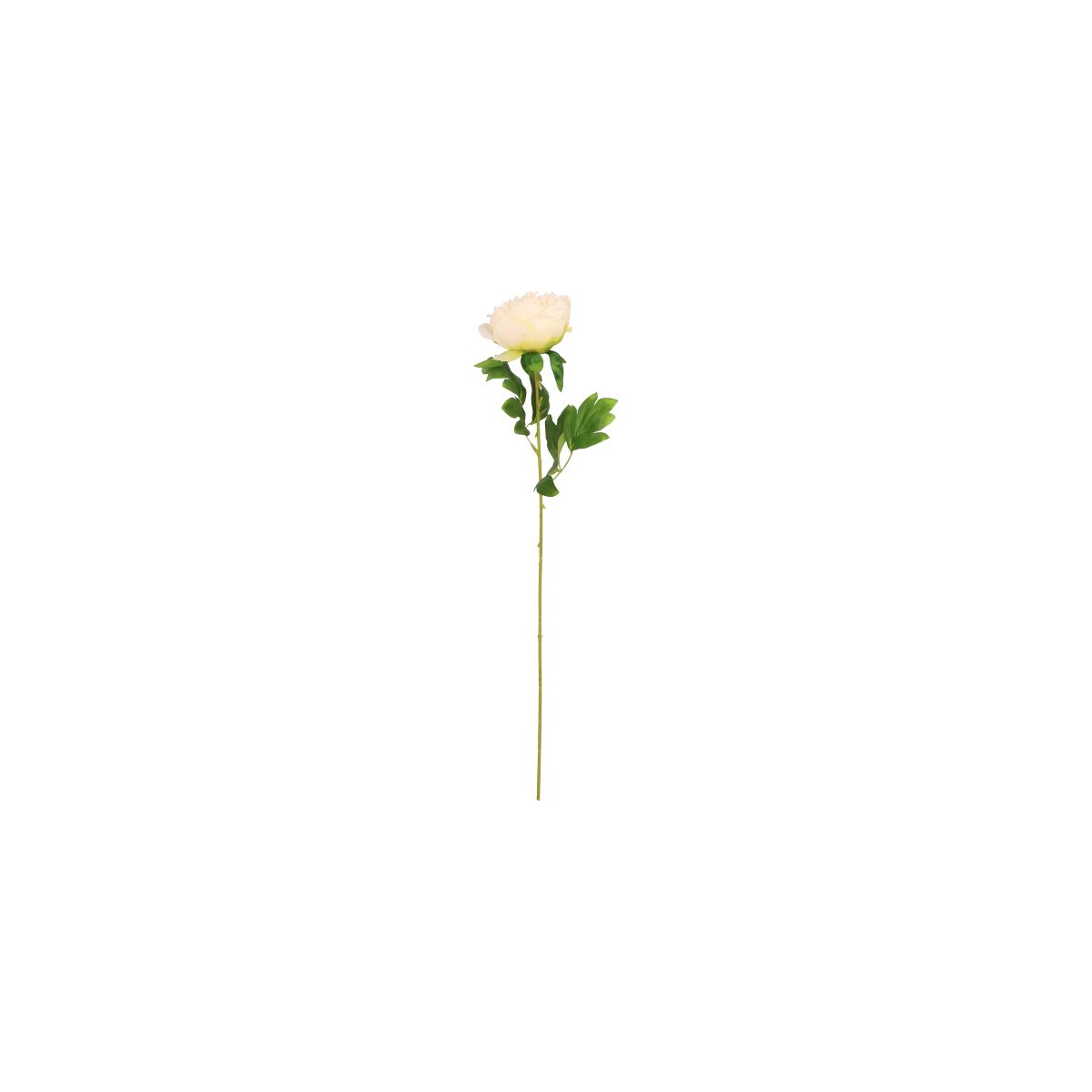 Kwiaty piwonia 60cm kremowa Home And Garden (1792)