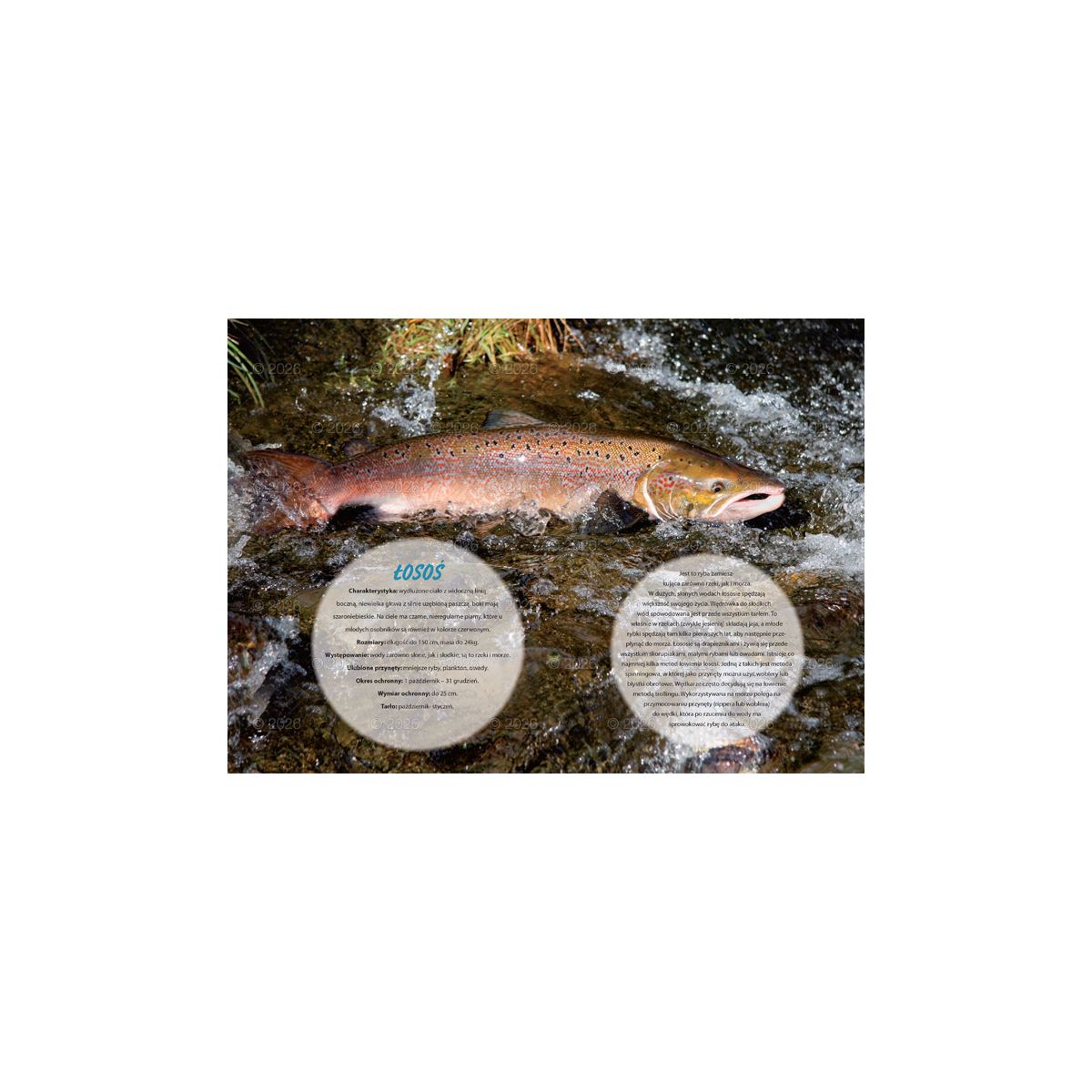 Kalendarz ścienny wędkarski rodzinny 280mm x 200mm Lucrum (WL14)