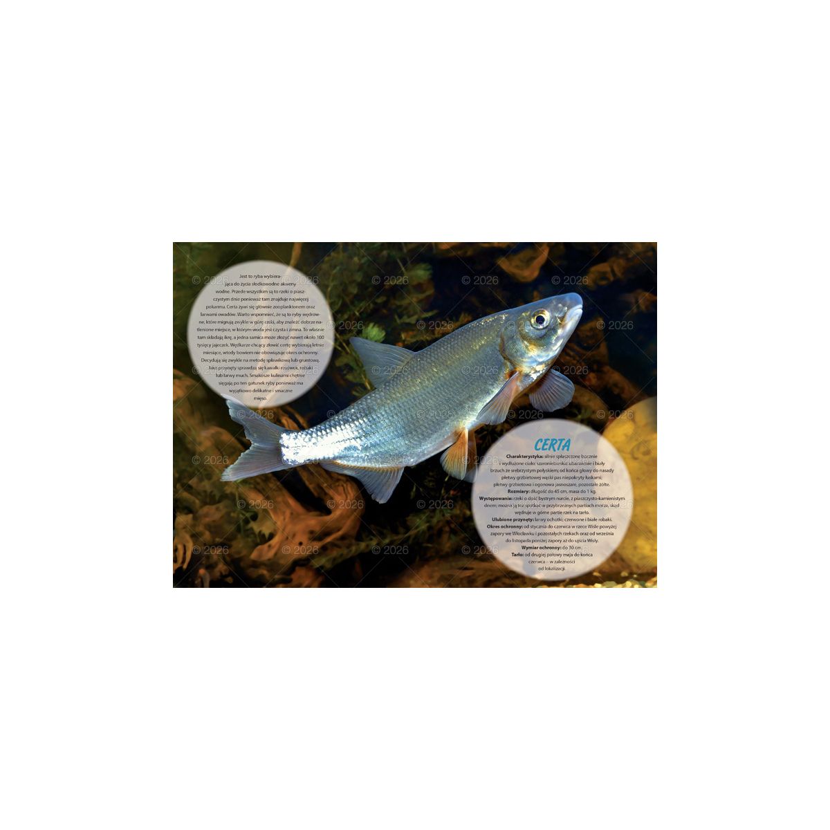 Kalendarz ścienny wędkarski rodzinny 280mm x 200mm Lucrum (WL14)