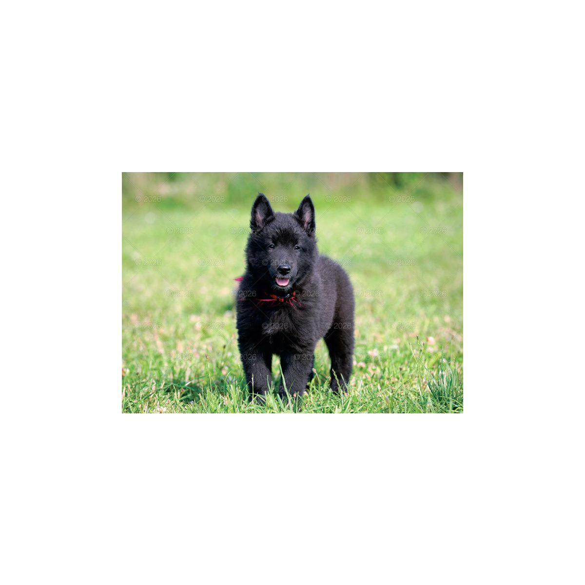 Kalendarz ścienny (401000) k:2915-377 PSY rodzinny 280mm x 200mm Lucrum (WL08)