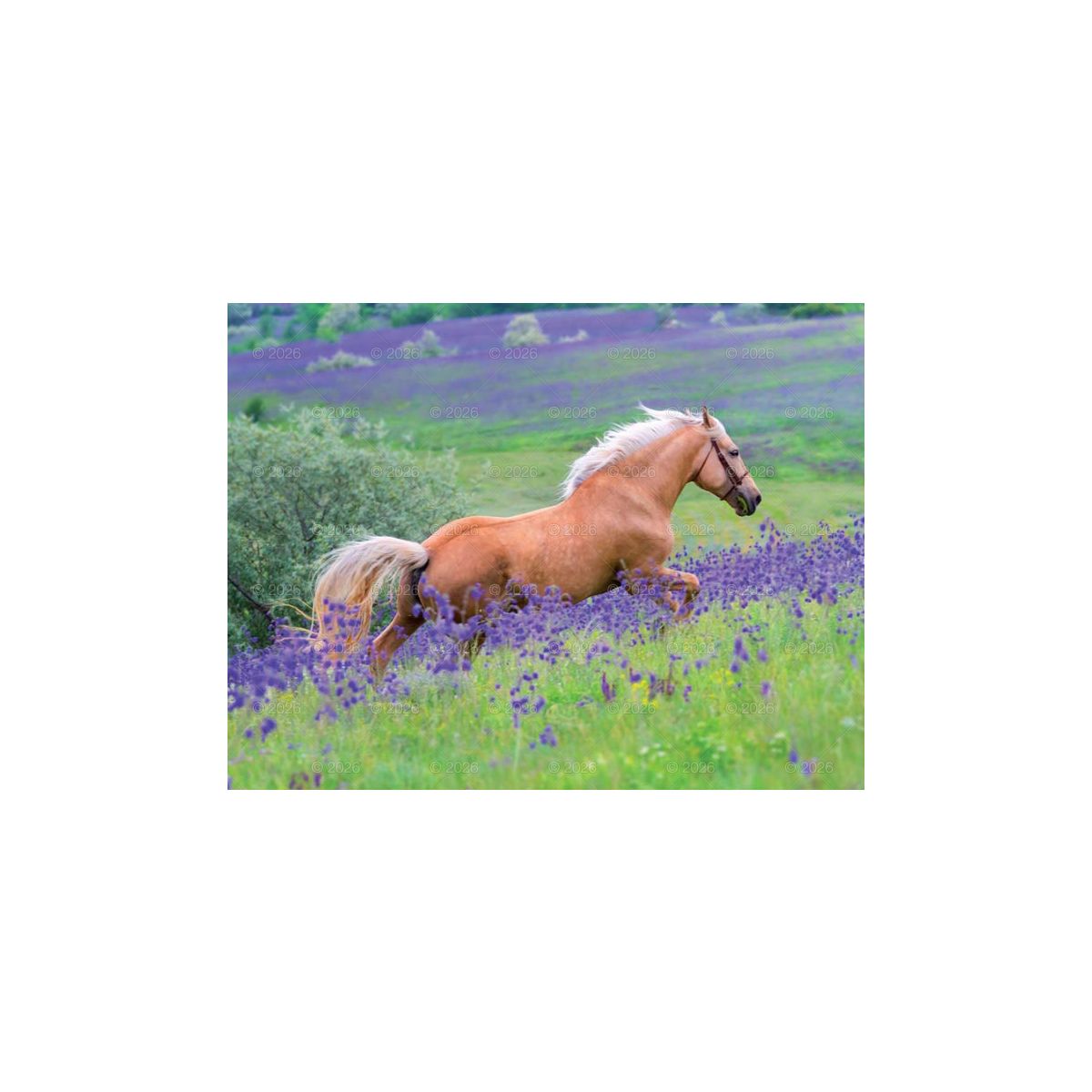Kalendarz ścienny 13-planszowe 320mm x 470mm Lucrum (RW14)