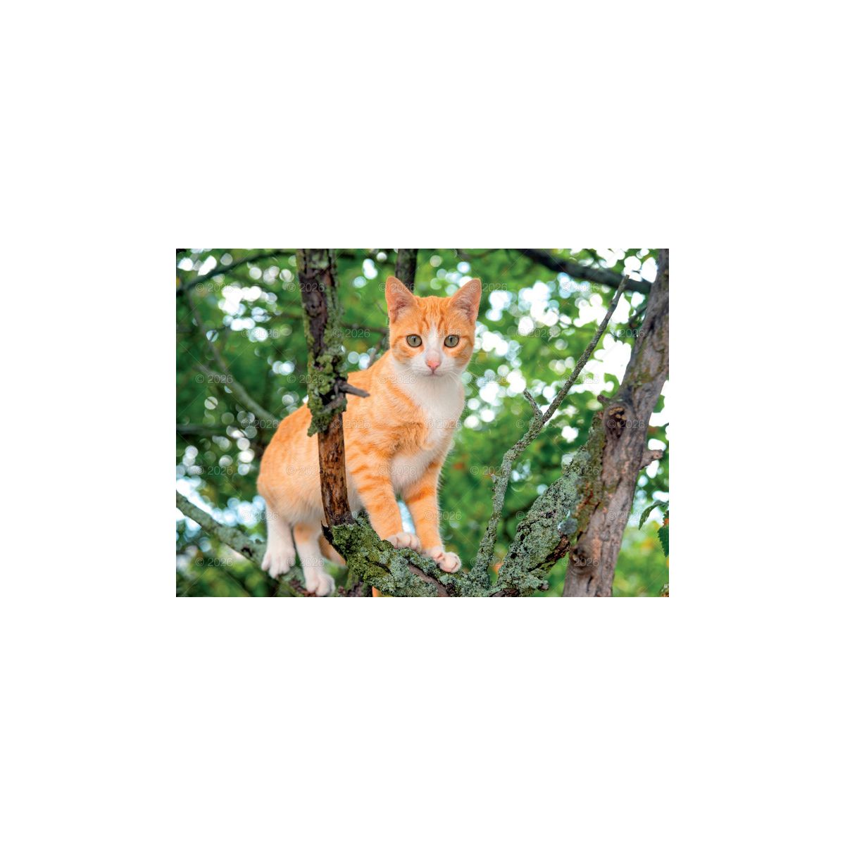Kalendarz ścienny (401000) k:2915-377 koty i kotki rodzinny 280mm x 200mm Lucrum (WL09)