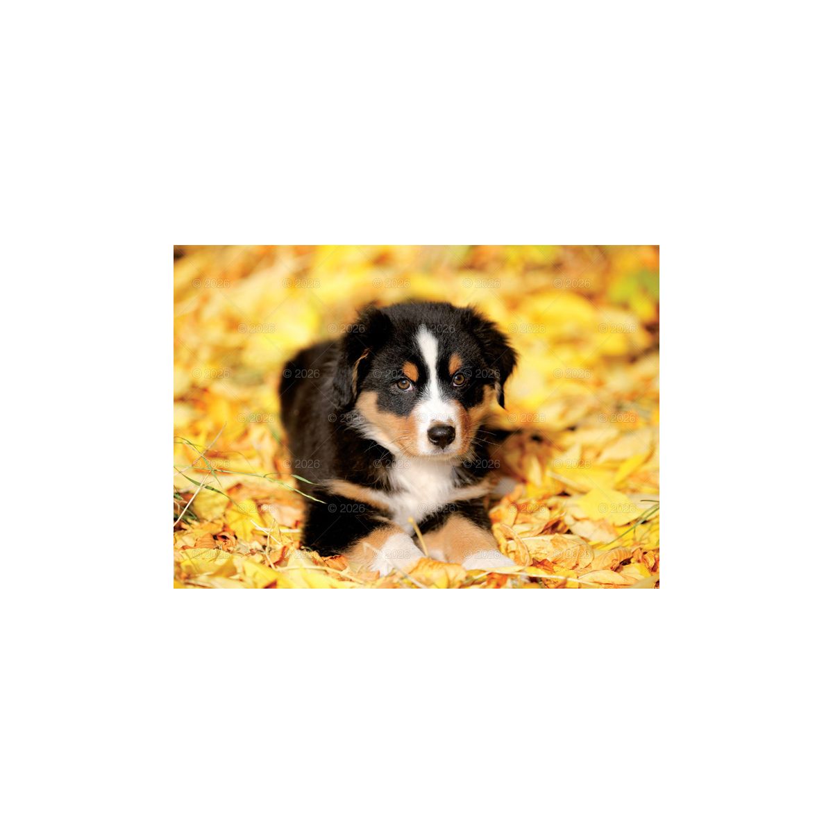 Kalendarz ścienny (401000) k:2915-377 PSY rodzinny 280mm x 200mm Lucrum (WL08)