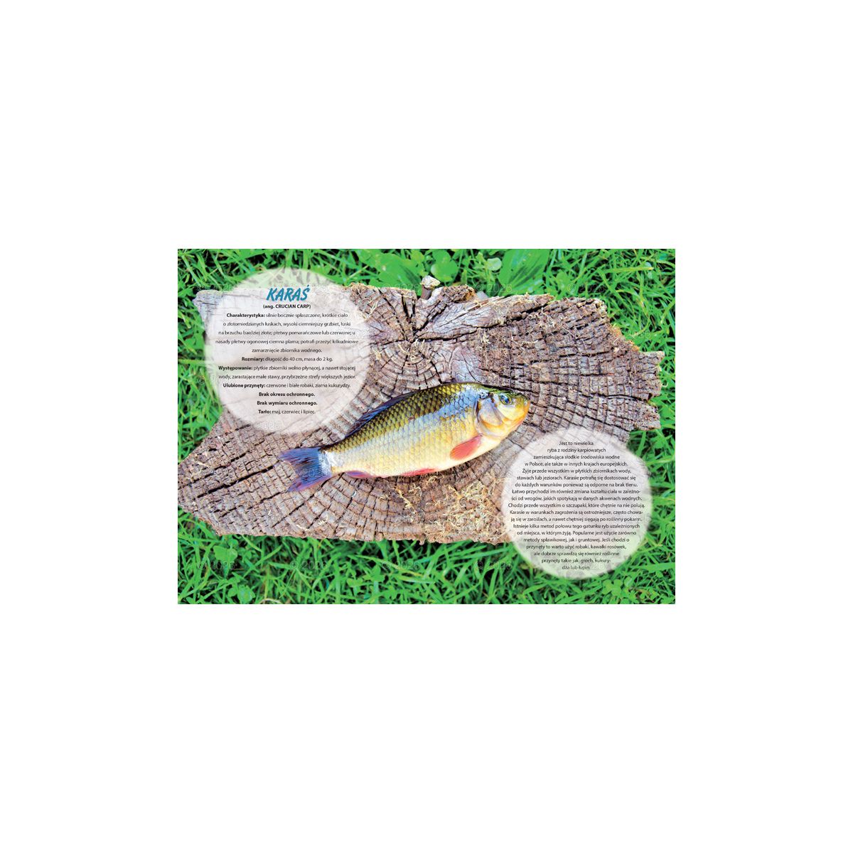 Kalendarz ścienny wędkarski rodzinny 280mm x 200mm Lucrum (WL14)