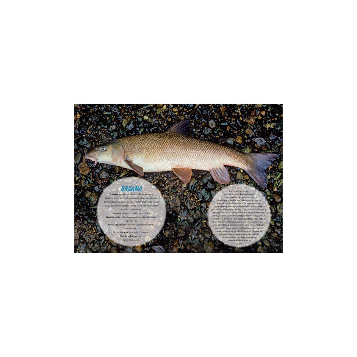 Kalendarz ścienny wędkarski rodzinny 280mm x 200mm Lucrum (WL14)