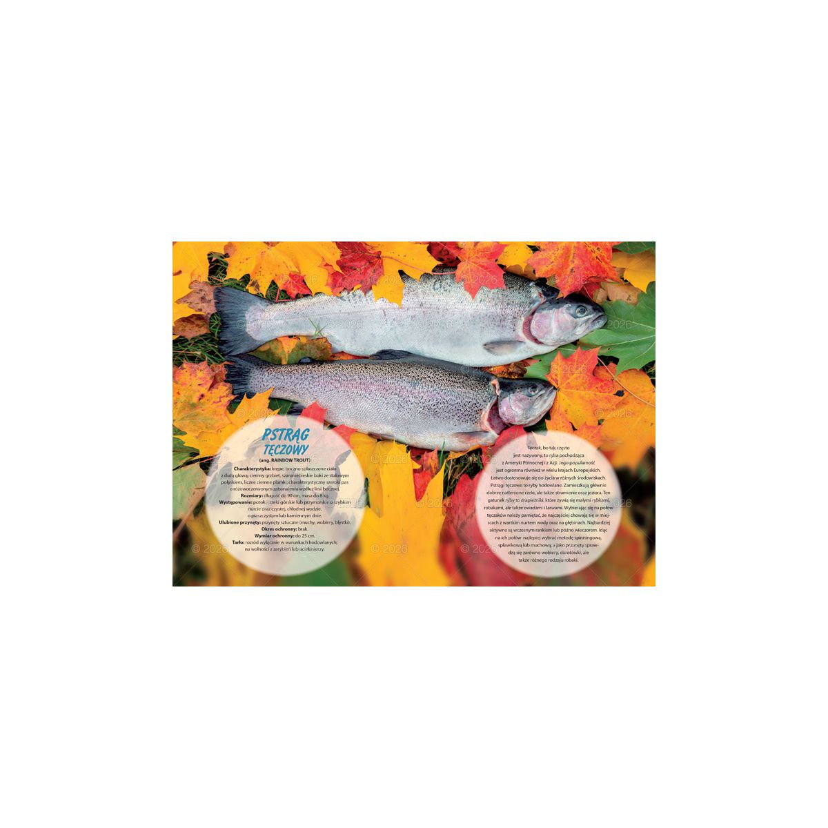 Kalendarz ścienny wędkarski rodzinny 280mm x 200mm Lucrum (WL14)