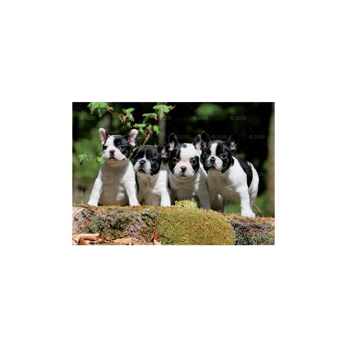 Kalendarz ścienny (401000) k:2915-377 PSY rodzinny 280mm x 200mm Lucrum (WL08)