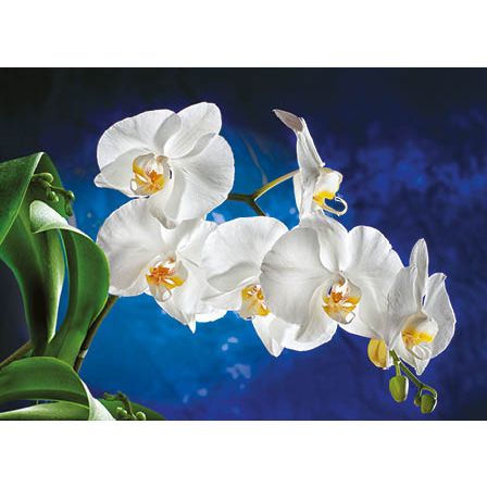 Kalendarz ścienny Orchidea TRÓJDZIELNY Jotan (T45)